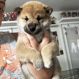 Pochi- Classic Japanese dog name - Red male Shiba Inu puppy in Lehigh Acres, Florida from SWFL Happy Dogs