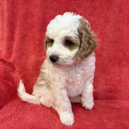 Parsley - male Cavapoochon puppy in North Lawrence, Ohio from Liberty Pups