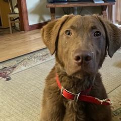 Chesapeake Bay Retrievers from Calvert Retrievers