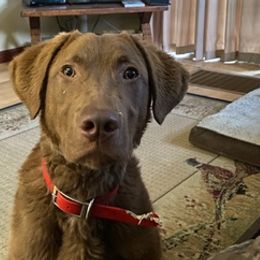 Chesapeake Bay Retrievers from Calvert Retrievers