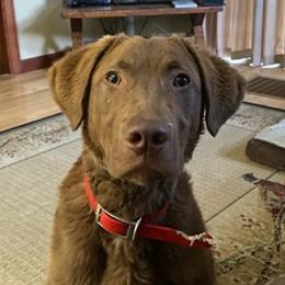 Chesapeake Bay Retrievers from Calvert Retrievers