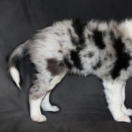 Border Collie Puppies from Lil Maine Border Collies