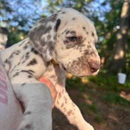 Daisy(LUA) - White and liver brown female Dalmatian puppy in Wilson, North Carolina from New Horizonz Dalmatians