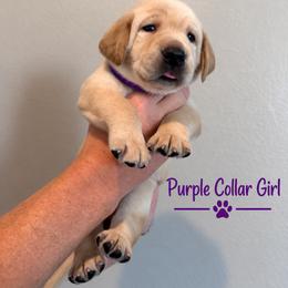 Purple Collar Girl - Yellow female Labrador Retriever puppy in Las Vegas, Nevada from Lucky Labrador Retrievers