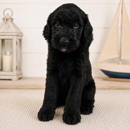 Emerald  (Emmie) - Black female Double Doodle puppy in Whitsett, North Carolina from Rock Creek Doodles NC