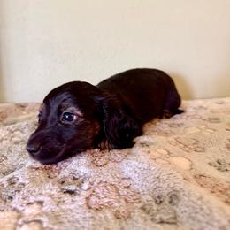 Blaze - Black and cream male Dachshund puppy in Nampa, Idaho from 208 Wiener Wiggle Butts LLC