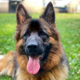 Zoa - German Shepherd