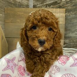 Bella - Red  female Poodle puppy in Osseo, Michigan from Paws in the Country