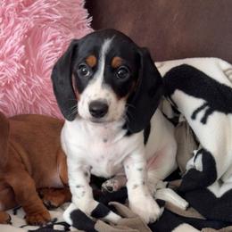 Wendy - Piebald female Dachshund puppy in Madison, Wisconsin from SK Miniature   Dachshunds