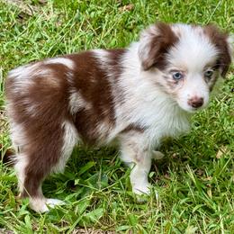 D'arcy - Red merle female Miniature Australian Shepherd puppy in Patterson, North Carolina from DreamLine Aussies