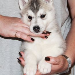 Siberian Husky Puppies from Sassenach Siberians