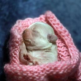 Girl1 - White female Chihuahua puppy in Alaska from Snowy Mountains Chihuahua