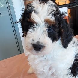 Dasher - Tri-color Bernedoodle puppy in Laguna Hills, California from Bernedoodles By Faith