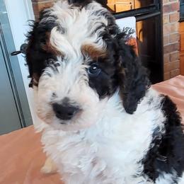 Dasher - Tri-color Bernedoodle puppy in Laguna Hills, California from Bernedoodles By Faith