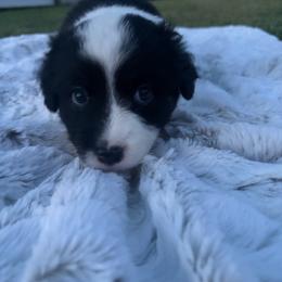 Delta - Black tri male Miniature Australian Shepherd puppy in Weatherford, Texas from F & T Aussies