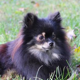 Kira - Pomeranian