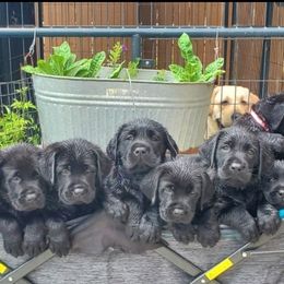 Labrador Retriever Puppies from Labs4Ever Labradors