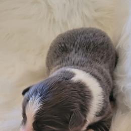 Hope - Dilute blue female Australian Shepherd puppy in Bangs, Texas from Red Wagon Aussies