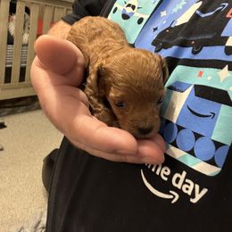 Poodle Puppies from Johnson Ventures