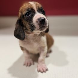 Tina - Mahogany and white female Basset Hound puppy in Inman, Nebraska from Sandhill Hounds of Nebraska