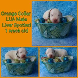 1 Liver Spotted Boy - White and liver brown male Dalmatian puppy in Perry, Michigan from Mid-Michigan Dalmatians