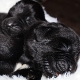Puppy 1 - Black male Newfoundland puppy in Tallahassee, Florida from Noble Newfoundlands