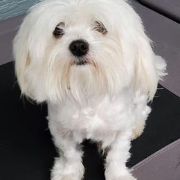 Bichon Frises from Havenkennels