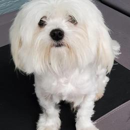 Bichon Frises from Havenkennels