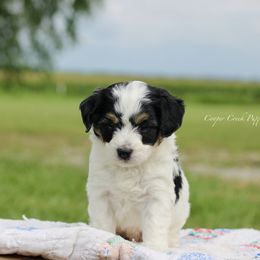 Slade - Tri-color male Bernedoodle puppy in Lowry City, Missouri from Cooper Creek Puppies