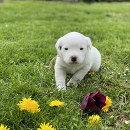 Australian Cattle Dog Puppies from Foxglove Field Farm