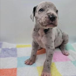 Charlotte - Merle female Great Dane puppy in Kannapolis, North Carolina from Carolina Great Danes & Toy Poodles