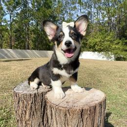 Ayla - Black and white female American Corgi puppy in Florida from Sunrise Corgis
