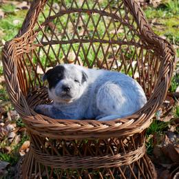 Hart - Blue male Australian Cattle Dog puppy in Buffalo Valley, Tennessee from Buffalo Valley Breeders