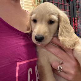 Ee cream - Cream male Dachshund puppy in Lubbock, Texas from It’s a Hot Mess