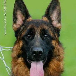 Kara - German Shepherd