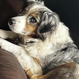 Miniature Australian Shepherds from Sunshine Aussies FL