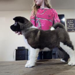 Akita Puppies from TLC Akitas