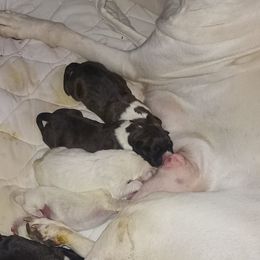 Girl 5 - female Boxer puppy in Minnesota from Timmies Boxers