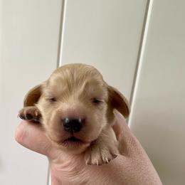Hay ride - Cream male Dachshund puppy in Wolf Lake, Indiana from Canisteo Dachshunds