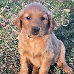 Silver - Dark golden female Golden Retriever puppy in Mount Carmel, Tennessee from HS Goldens