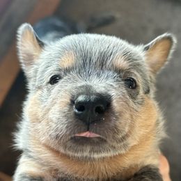 Australian Cattle Dog Puppies from Hudsons Australian Cattle Dogs