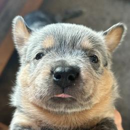 Australian Cattle Dog Puppies from Hudsons Australian Cattle Dogs
