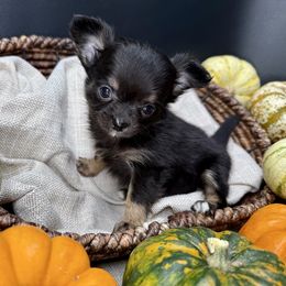 Spice - Black and tan male Chihuahua puppy in Simpsonville, South Carolina from N&T's Chihuahuas