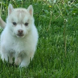 Flame - Red and white female Siberian Husky puppy in Wisconsin from Liberty Siberians