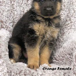 German Shepherd Puppies from Valiant Shepherds