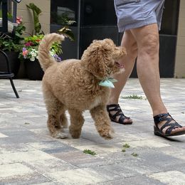 Australian Labradoodle Puppies from Lea Acres Australian Labradoodles