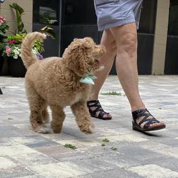 Australian Labradoodle Puppies from Lea Acres Australian Labradoodles