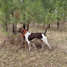 German Shorthaired Pointers from Oak Run Kennels