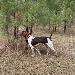 German Shorthaired Pointers from Oak Run Kennels