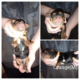 Orange - Black brown and white male Basset Hound puppy in Highland, Michigan from Dream Hounds of Michigan
